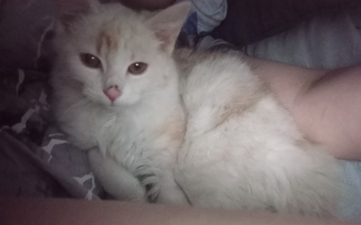 Zbiórka Rozwoj firmy leczenie kotka - zdjęcie główne