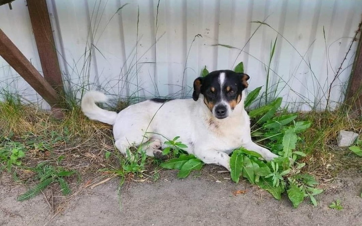 Zbiórka Transport dwóch psów - zdjęcie główne