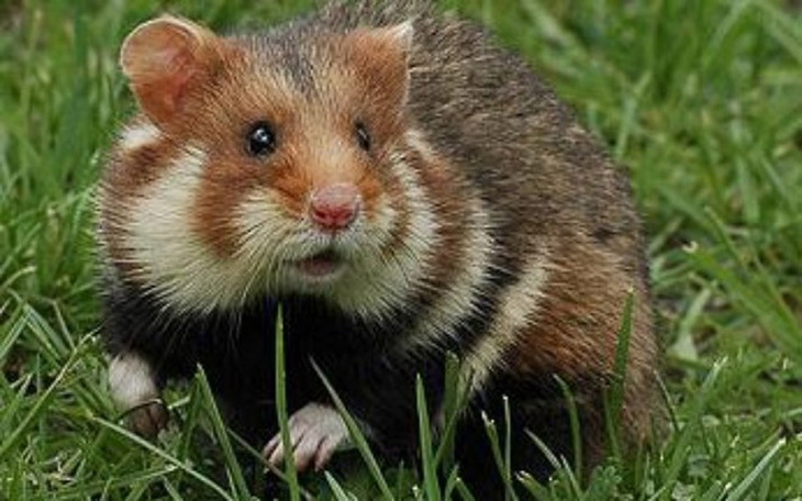 Zbiórka Pomoc dla chomików - zdjęcie główne