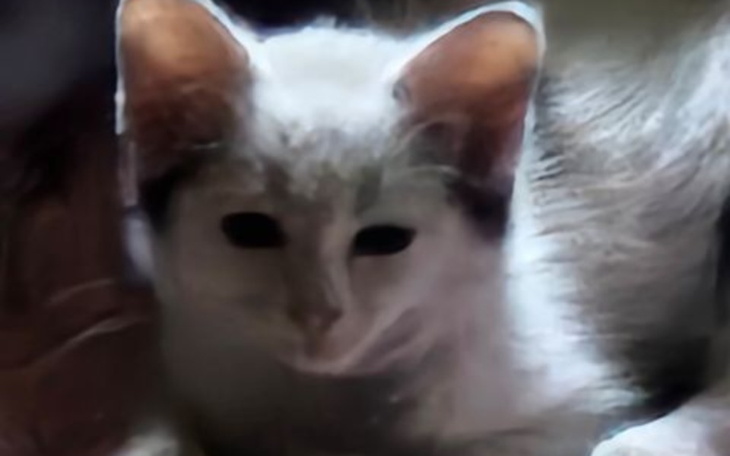 Zbiórka Koty - karma - zdjęcie główne