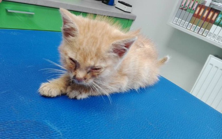 Zbiórka GINGER - rudy wiejski kociak :( - zdjęcie główne