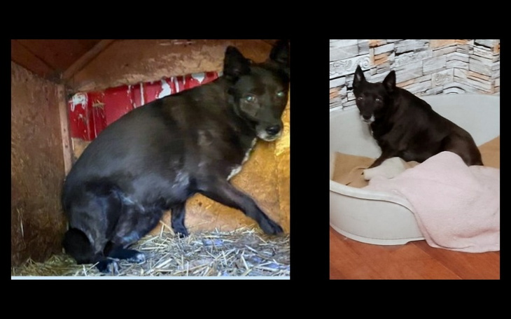 Czarny pies w dwóch różnych miejscach, w schronisku i w domu.