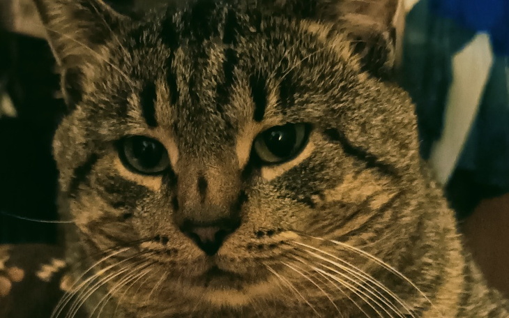 Zbiórka Na pomoc w wyleczeniu kota - zdjęcie główne