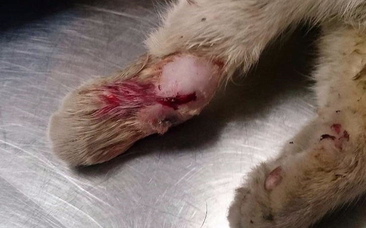 Zbiórka Pogryziony kocurek ze śmietnika - zdjęcie główne