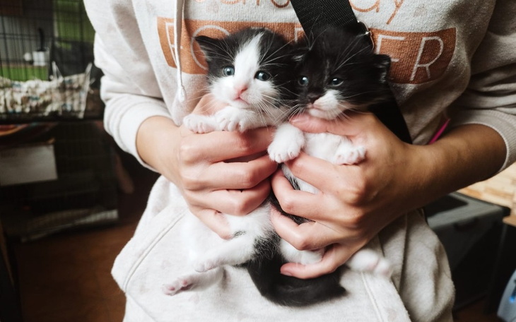 Zbiórka Na mokrą karmę - zdjęcie główne