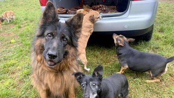 Zbiórka Na reanimację skrzydlatego auta - miniaturka zdjęcia