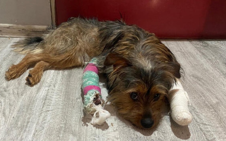 Pies z opatrunkami, leżący na podłodze, wygląda na zmęczonego.