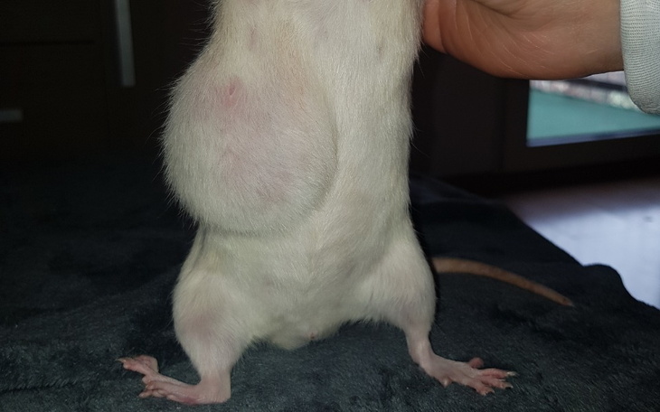 Zbiórka Na Zabieg i Leczenie dla Belli - zdjęcie główne