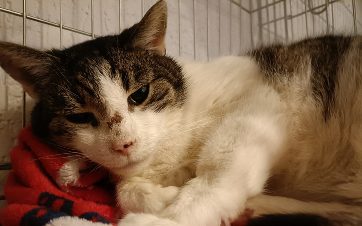 Kot leżący na czerwonym kocyku, wygląda na zmęczonego.