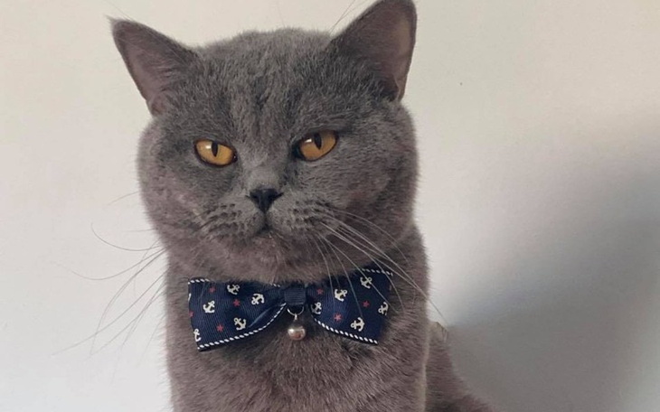 Zbiórka Świrek umiera na FIP - zdjęcie główne