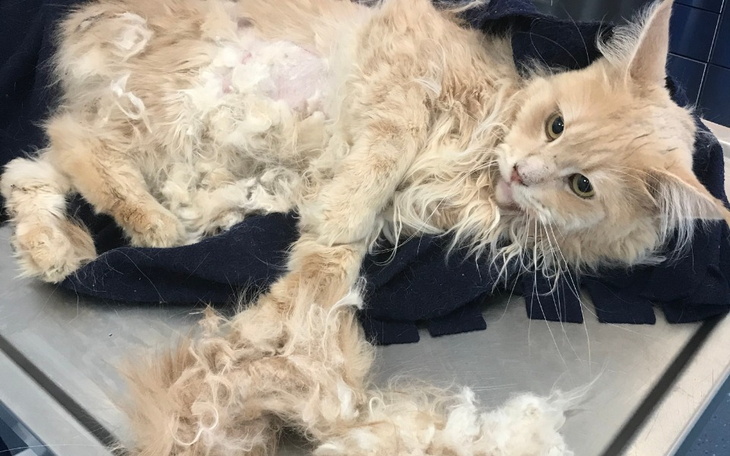 Zbiórka Koty z hodowli z horroru POMOCY - zdjęcie główne