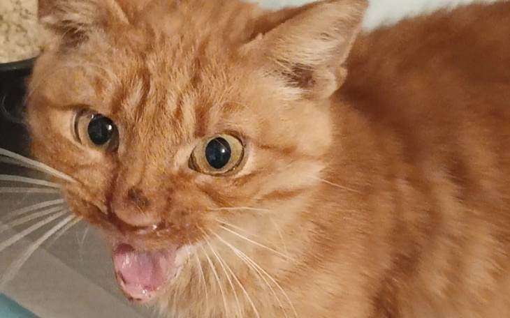 Zbiórka Danny prosi o grosik na jedzonko - zdjęcie główne