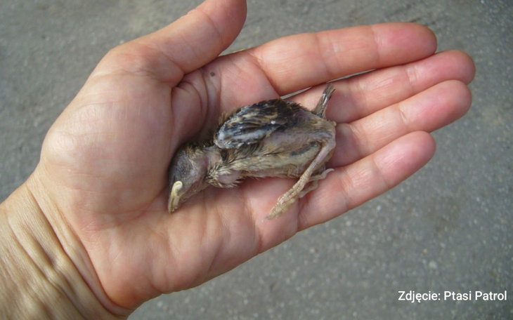 Mały ptak trzymany w dłoni.