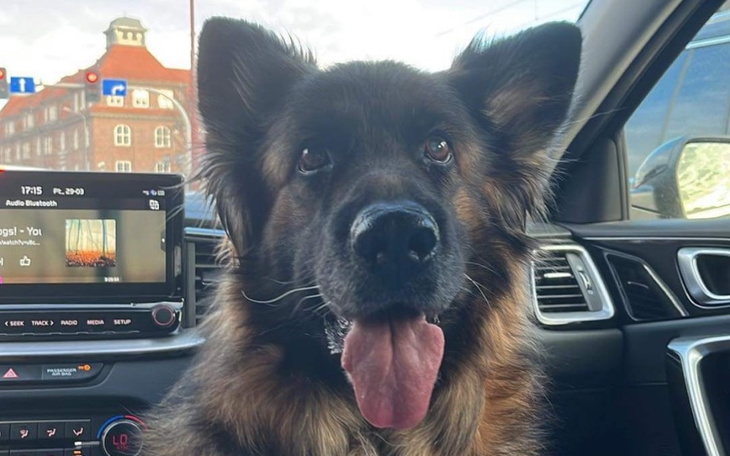 Pies w samochodzie, uśmiechnięty i zadowolony.