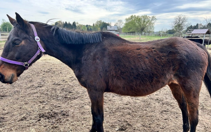 Zbiórka Wykup Lozanny - zdjęcie główne