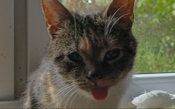 Zbiórka Pomóżmy Babci mieć lepsze życie - zdjęcie główne