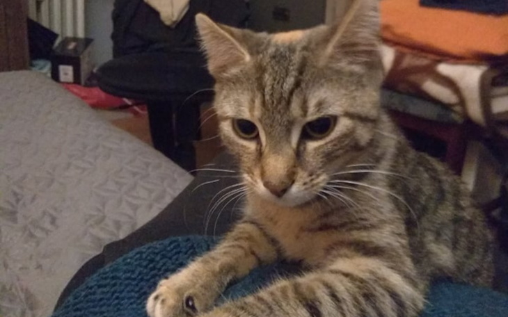 Zbiórka Czip dla Majorki - zdjęcie główne