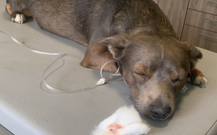 Zbiórka Leczenie Perszinga - zdjęcie główne