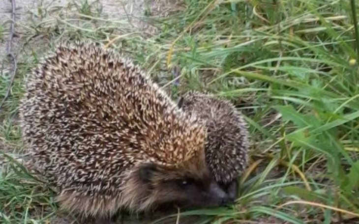 Zbiórka By móc żyć - zdjęcie główne