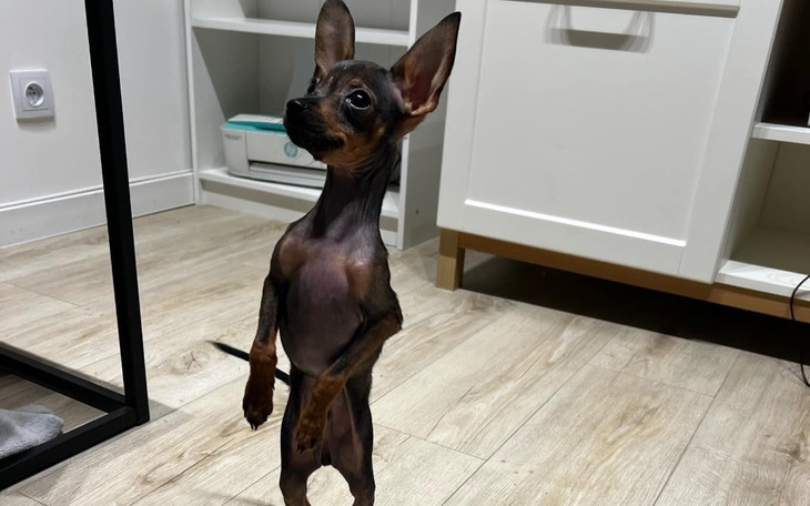 Mały piesek stojący na dwóch łapach.