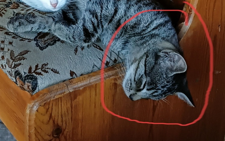 Zbiórka Jeśli chcesz to pomóż - zdjęcie główne