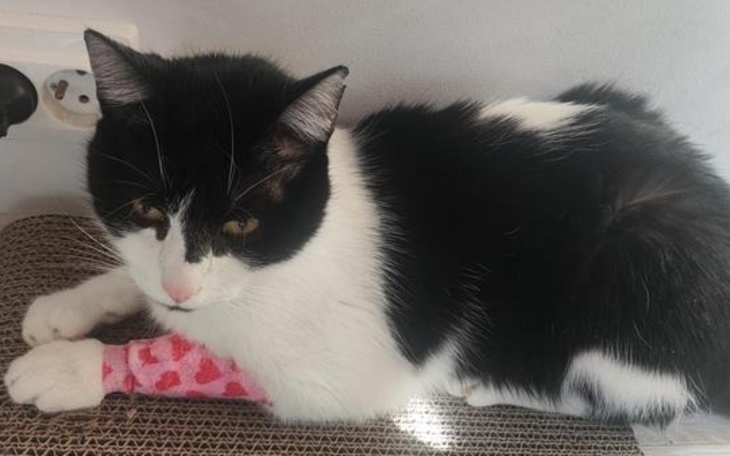 Kot z opatrunkiem na łapie, leżący na podłożu.