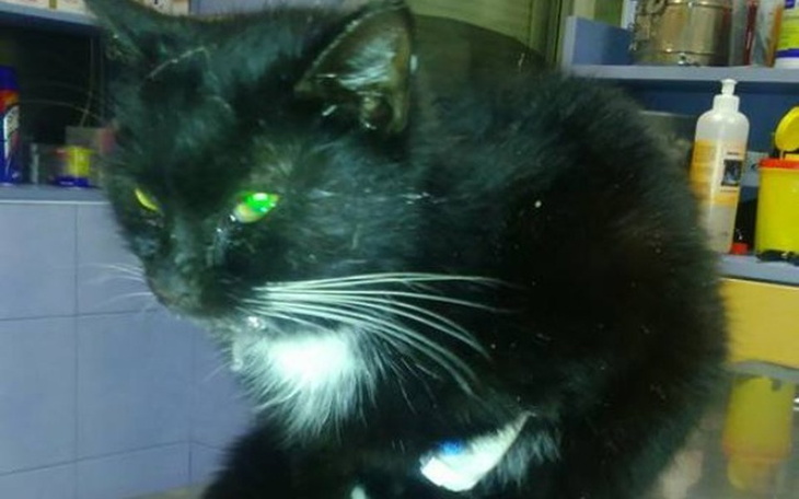 Czarny kot z białym brzuchem siedzi na stole.