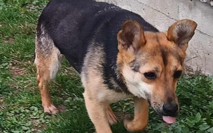 Pies spacerujący po trawie, z językiem na wierzchu.