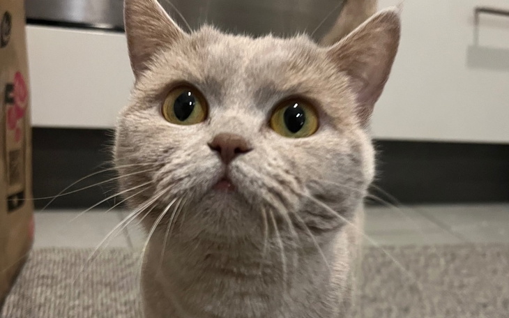 Kot z dużymi oczami, patrzący w obiektyw.