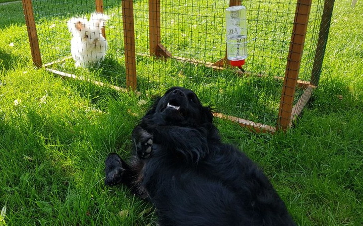 Zbiórka Przybij łapkę - zdjęcie główne