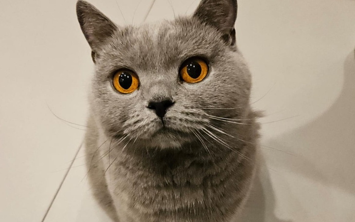 Zbiórka Pomóżmy kotce Blue - Help Blue - zdjęcie główne