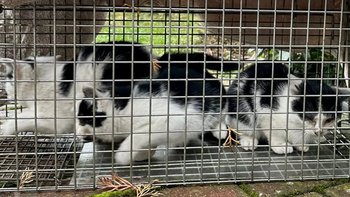 Zbiórka Kociaki z pustostanu - miniaturka zdjęcia