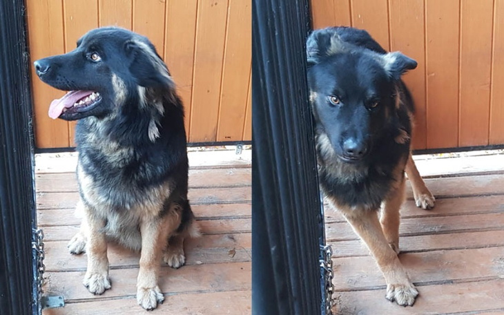 Zbiórka Mój ukochany piesek potrzebuje p - zdjęcie główne