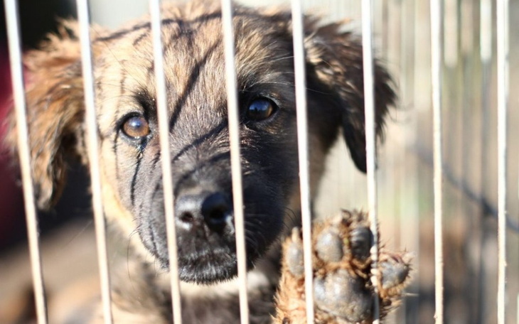 Zbiórka Zbieramy na zakup 2 ton karmy - zdjęcie główne