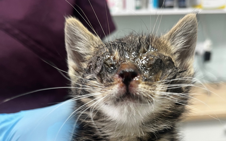 Kotek z problemami zdrowotnymi w rękach weterynarza.