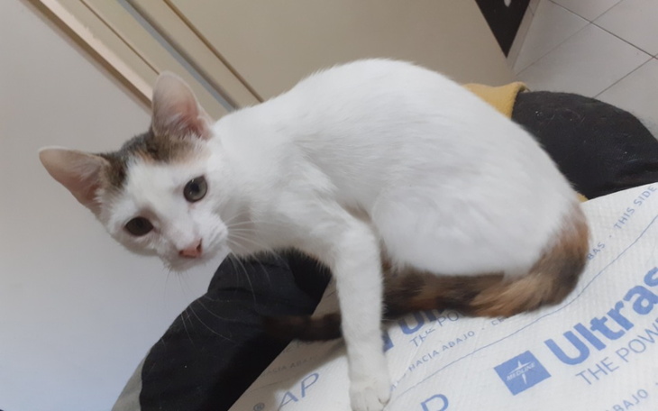 Zbiórka Na lek dla Flapi - zdjęcie główne