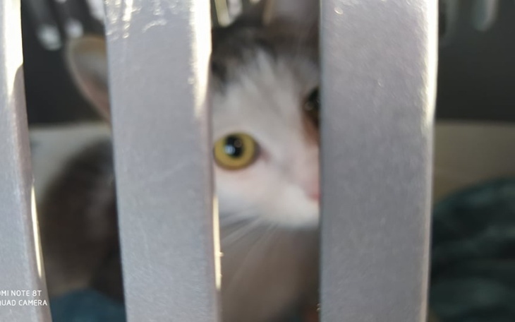 Zbiórka Z pomocą dla wiejskich kotek - zdjęcie główne