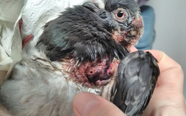 Zbiórka Na leczenie i pokarm dla ptaków - zdjęcie główne