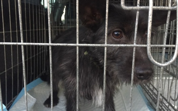 Zbiórka Pomóż Tince dojechać do Domu - zdjęcie główne