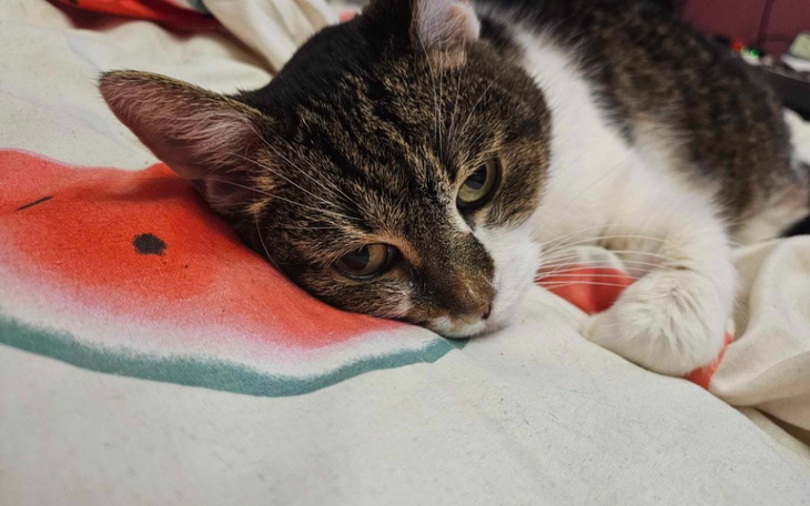 Zbiórka Badania dla cierpiącej kotki - zdjęcie główne