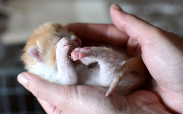 Zbiórka Kocie dzieci - zdjęcie główne