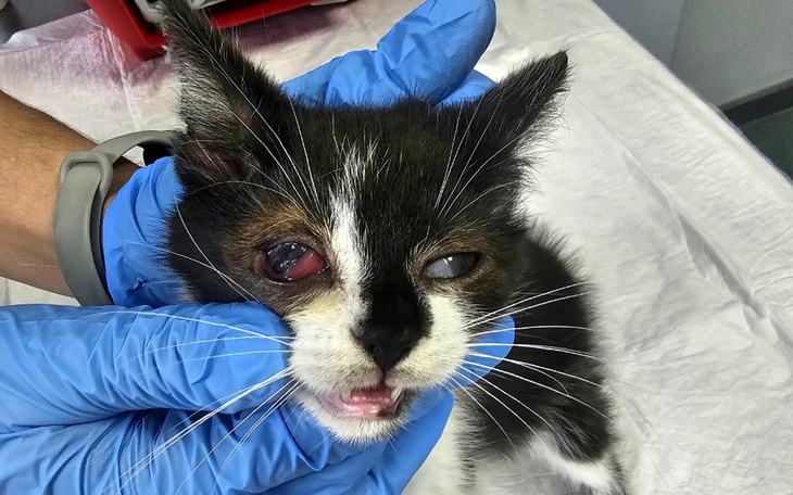 Zbiórka Dramat kociego stada - zdjęcie główne