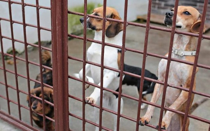 Zbiórka Dla bezdomnych psów ze schronisk - zdjęcie główne