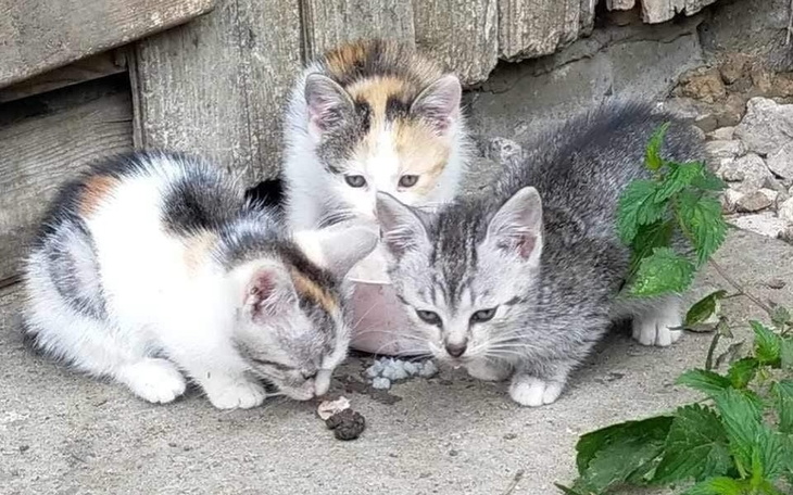 Trzy kocięta jedzące z miski na zewnątrz.