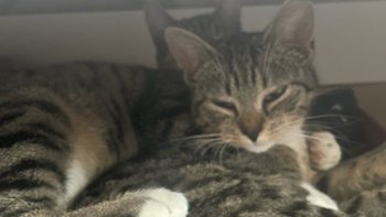 Zbiórka Kropek i Kropka z Olechowa - miniaturka zdjęcia