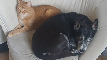 Zbiórka Opieka dla Pikolusi i Nuki - miniaturka zdjęcia