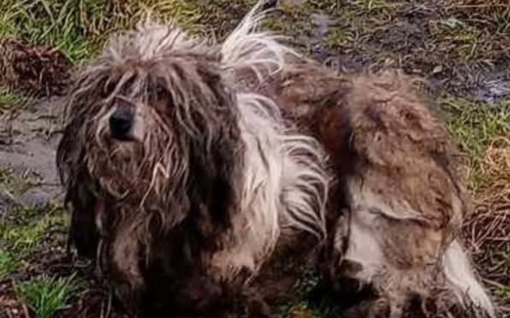 Brudny pies siedzący na trawie.