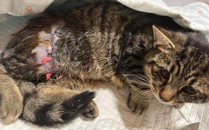 Kot po operacji, leżący na poduszce, z widoczną raną na boku.