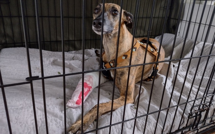 Zbiórka Złamanie łapy Gioi - zdjęcie główne