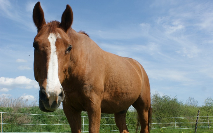 Zbiórka Zbiórka na Tristana - zdjęcie główne
